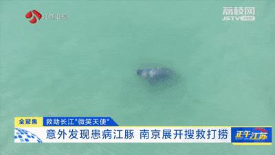 Accidentally found the sick finless porpoise! Nanjing Emergency Relief: Do your best if there is still hope.